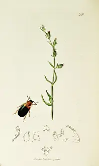 Necked: Curtis British Entomology Plate 350