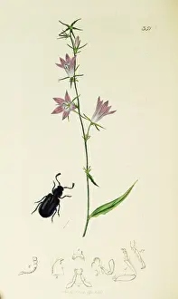 Patula: Curtis British Entomology Plate 351