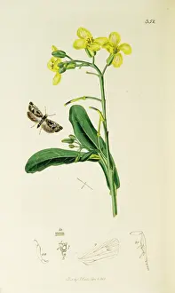 Cabbage: Curtis British Entomology Plate 352