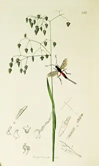 Hairy: Curtis British Entomology Plate 353