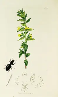 Viscosa: Curtis British Entomology Plate 354