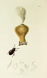 Puff: Curtis British Entomology Plate 355