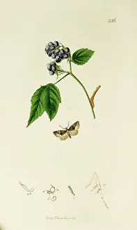 Marbled: Curtis British Entomology Plate 356