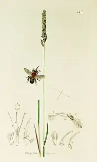 Cristata: Curtis British Entomology Plate 357
