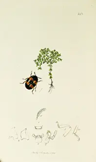 Radiola: Curtis British Entomology Plate 358