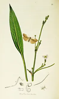 Footman: Curtis British Entomology Plate 36