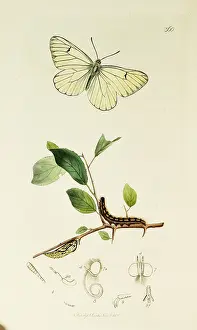 Leaved: Curtis British Entomology Plate 360