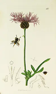Knapweed: Curtis British Entomology Plate 361