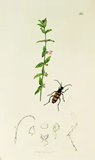 Tipped: Curtis British Entomology Plate 362