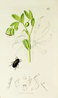 Bake: Curtis British Entomology Plate 363