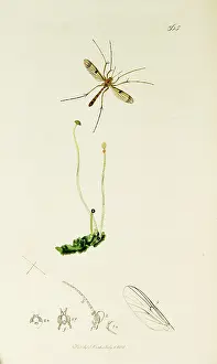 Southgate: Curtis British Entomology Plate 365