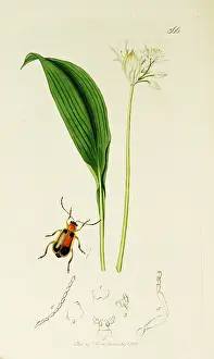 Maculata: Curtis British Entomology Plate 366