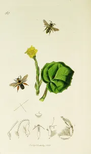Colts: Curtis British Entomology Plate 367