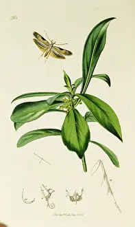 Daphne: Curtis British Entomology Plate 368