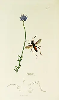 Hemiptera: Curtis British Entomology Plate 369
