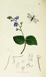Germander: Curtis British Entomology Plate 37