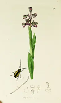 Orchis: Curtis British Entomology Plate 370