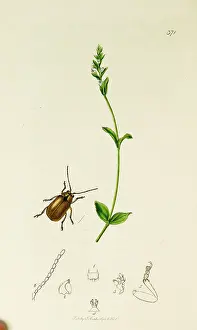 Speedwell: Curtis British Entomology Plate 371