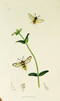 Leaved: Curtis British Entomology Plate 372