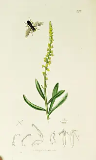 Fitton: Curtis British Entomology Plate 373