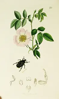 Mainland: Curtis British Entomology Plate 374
