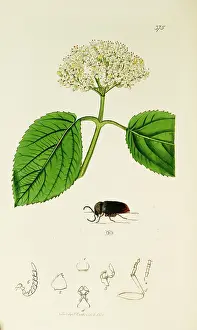 Faring: Curtis British Entomology Plate 375