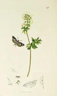 Tortrix: Curtis British Entomology Plate 376