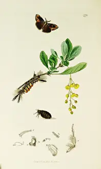 Scarce: Curtis British Entomology Plate 378