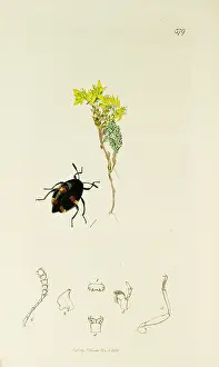 Maculatum: Curtis British Entomology Plate 379
