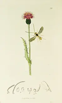 Thistle: Curtis British Entomology Plate 380