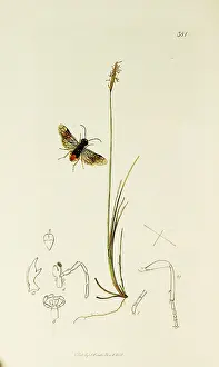 Dioica: Curtis British Entomology Plate 381