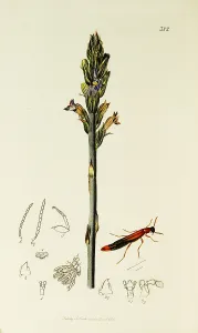 Rape: Curtis British Entomology Plate 382