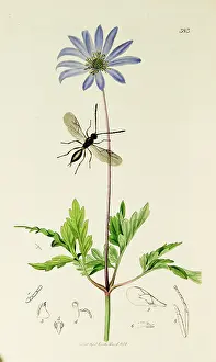 Thistle: Curtis British Entomology Plate 383