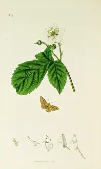 Portland: Curtis British Entomology Plate 384