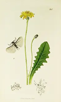 Glabra: Curtis British Entomology Plate 385