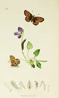 Argynnis: Curtis British Entomology Plate 386
