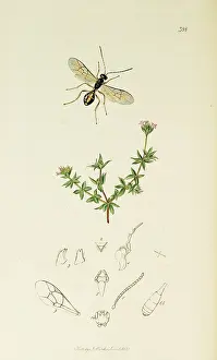 Hymenoptera: Curtis British Entomology Plate 388