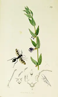 Hymenoptera: Curtis British Entomology Plate 389