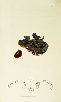 Changeable: Curtis British Entomology Plate 39