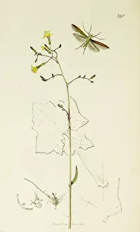 Thick: Curtis British Entomology Plate 391