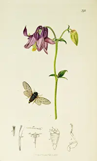 Columbine: Curtis British Entomology Plate 392