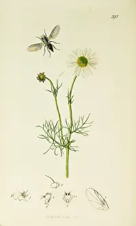 Maritimum: Curtis British Entomology Plate 393