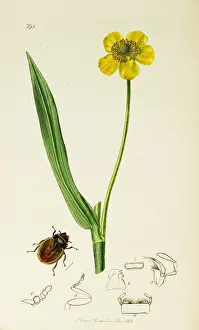 Lingua: Curtis British Entomology Plate 394