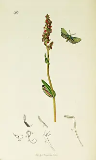 Forester: Curtis British Entomology Plate 396