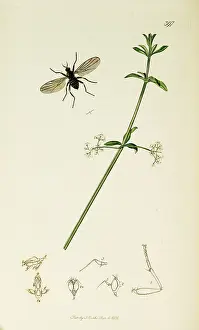 Diptera: Curtis British Entomology Plate 397
