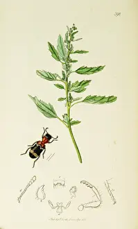 Nettle: Curtis British Entomology Plate 398