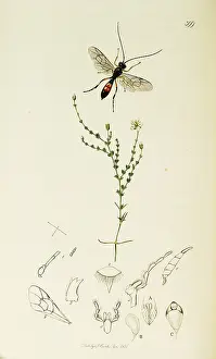 Fitton: Curtis British Entomology Plate 399