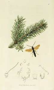 Pinus: Curtis British Entomology Plate 4