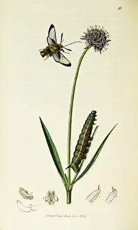 Scanned: Curtis British Entomology Plate 40