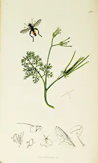 Combe: Curtis British Entomology Plate 401